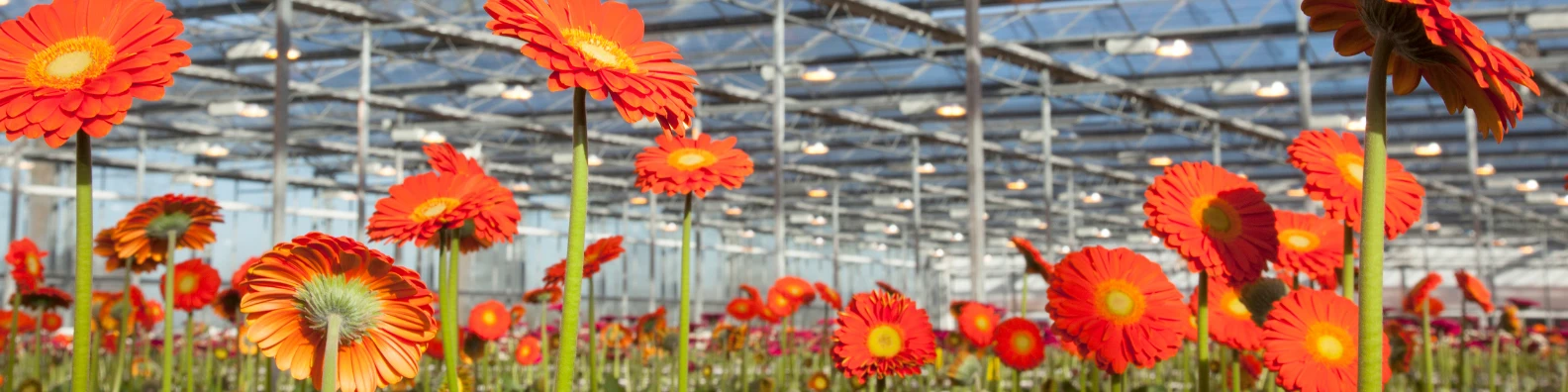 Medewerker Gerbera’s