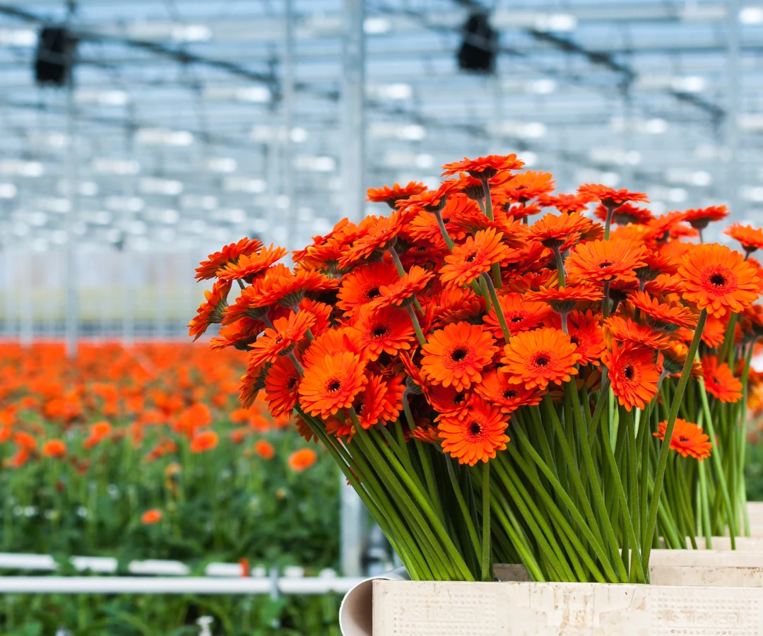Gerbera Worker